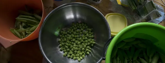 International Permaculture Day Talkoot 2026