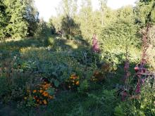 Beyond Buckthorns main permaculture garden