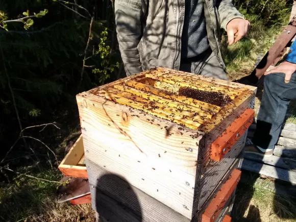 Open Warre Hive